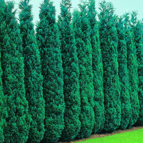 Conifères - Faux Cyprès de Lawson - Chamaecyparis lawsoniana Columnaris