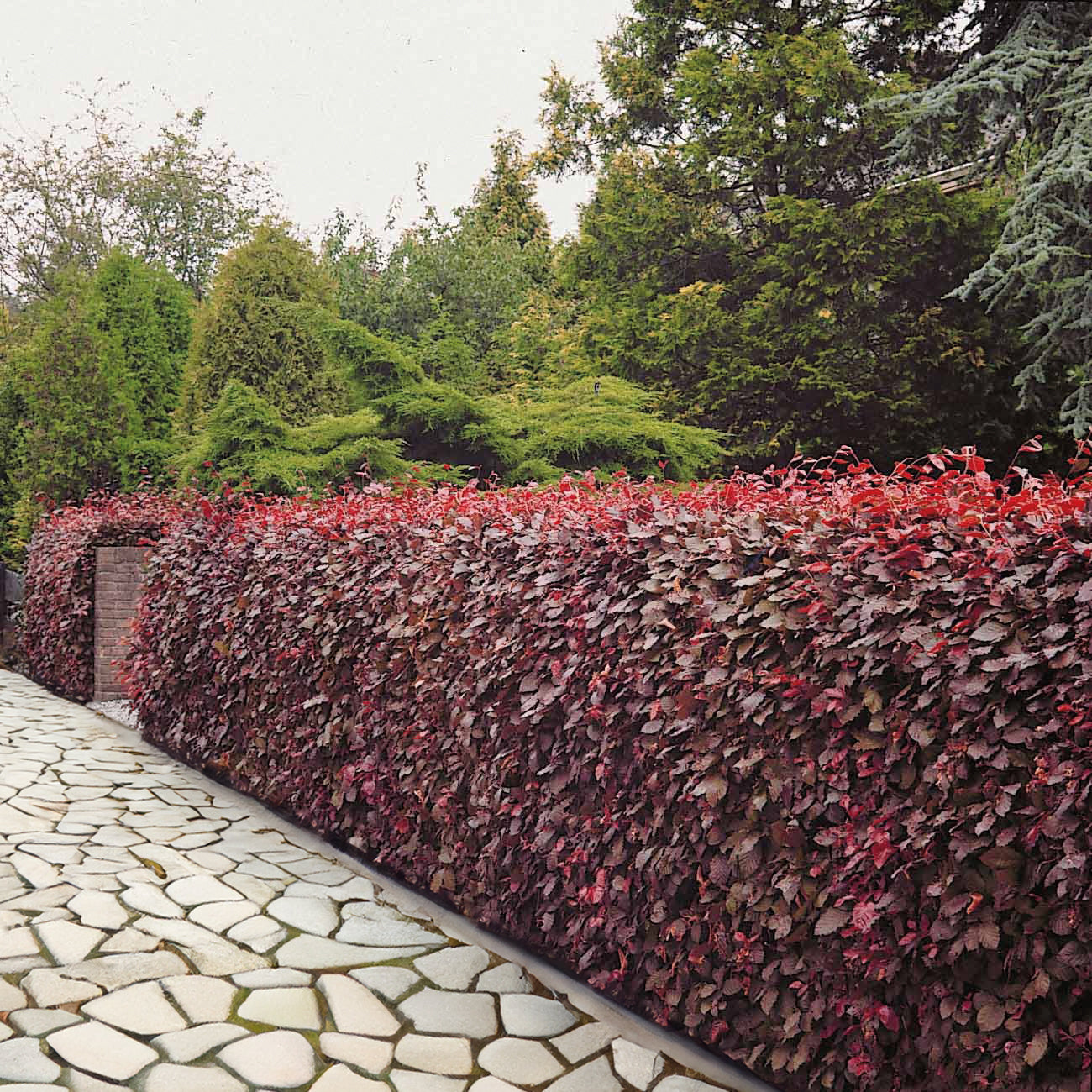 Haie de hêtres pourpres - Fagus sylvatica purpurea - Willemse