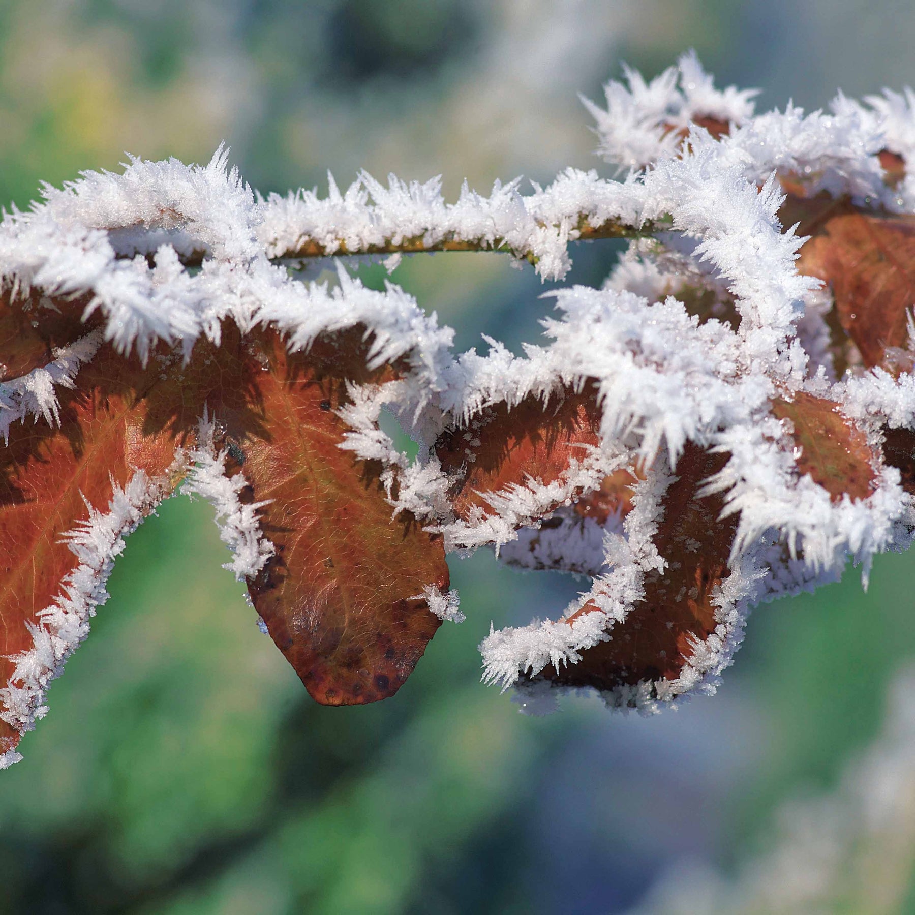 Arbustes de haie - Haie de hêtres pourpres - Fagus sylvatica purpurea