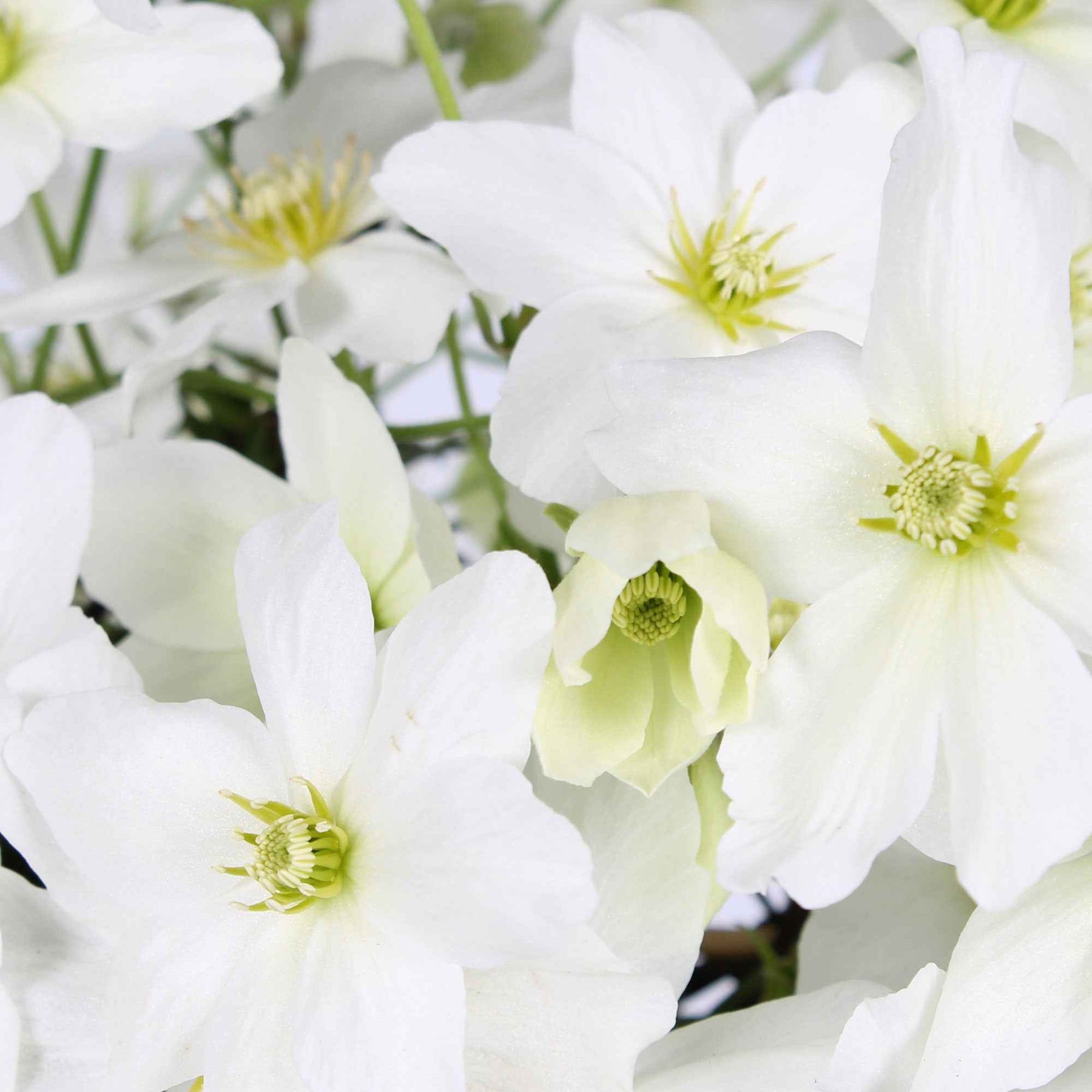 Clematis 'avalanche' - Clématite Avalanche - Clématites
