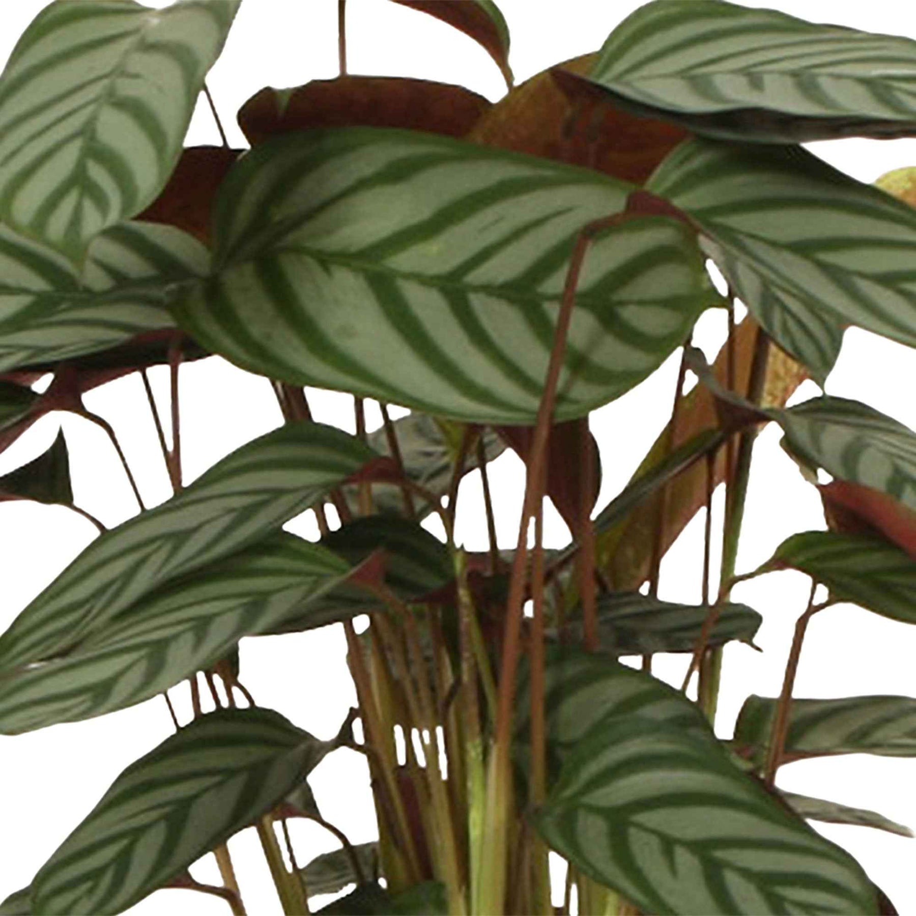 Calathea compact star - Calathéa Compact Star - Calathea