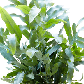 Vente Fougère Blue Star