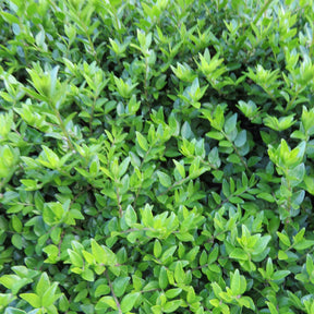 Chèvrefeuille à feuilles de buis Maigruen - Lonicera nitida Maigruen - Willemse
