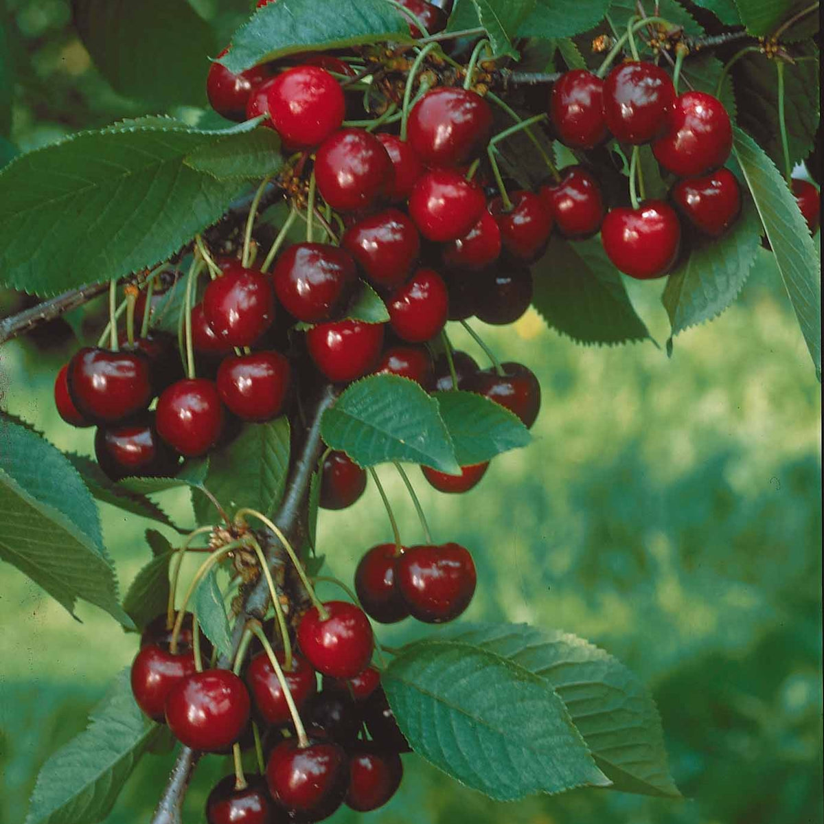 Mini-cerisier Sylvia - Prunus avium Sylvia - Willemse