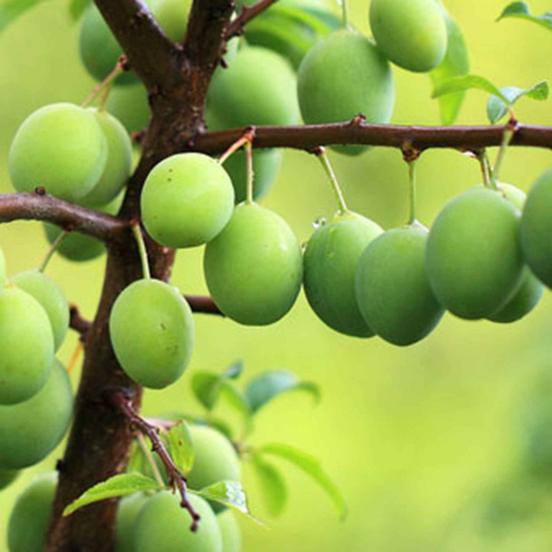 Prunus domestica Reine-Claude verte - Prunier Reine-Claude Verte - Prunier