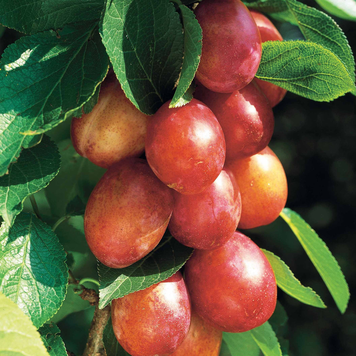 Prunier Reine Victoria - Prunus domestica Reine Victoria - Willemse