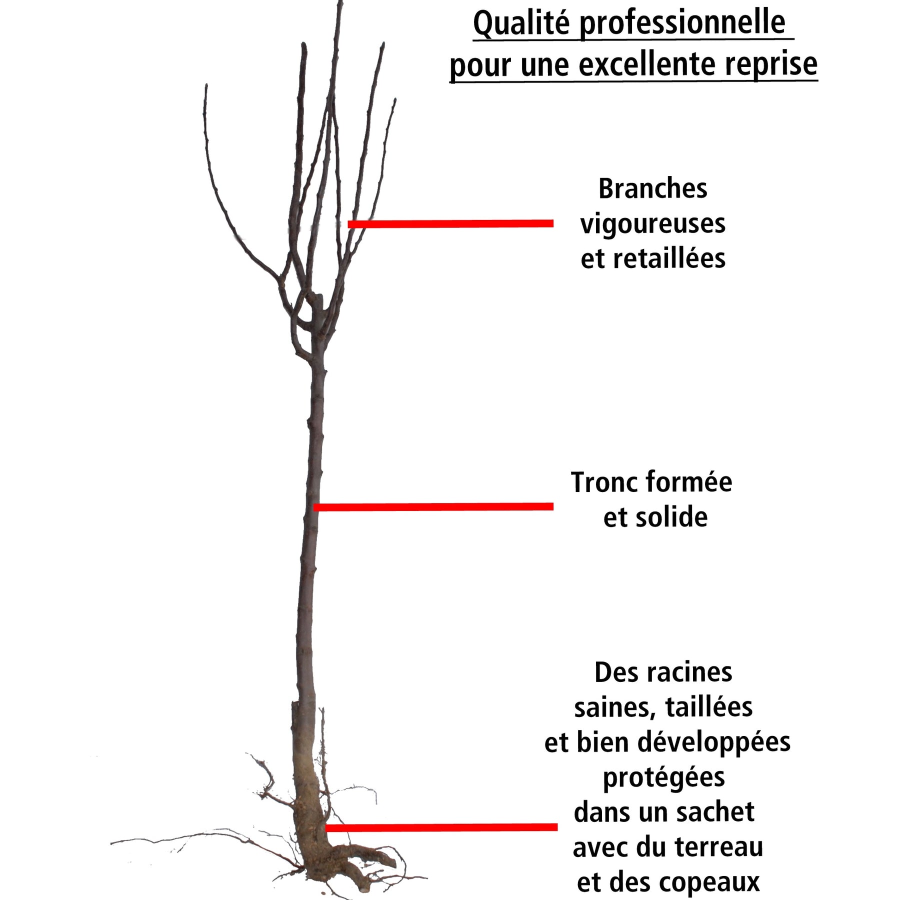 Vente Prunier Reine Victoria