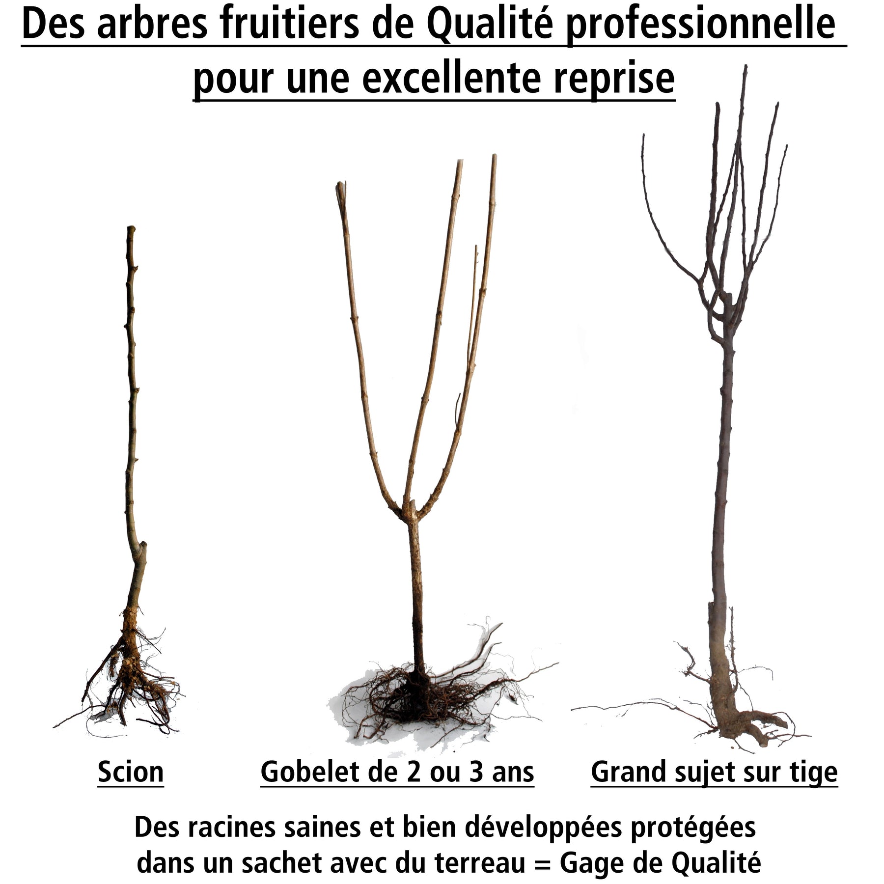 Prunier Reine Victoria - Prunier - Willemse