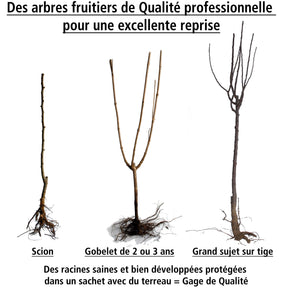 Prunier Reine Victoria - Prunier - Willemse