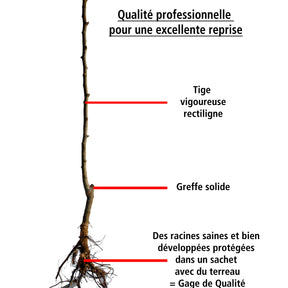 Vente Prunier Reine Victoria - Prunier