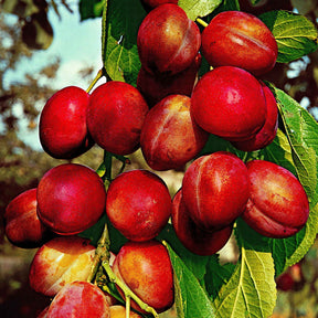 Prunus domestica Reine Victoria - Prunier Reine Victoria - Prunier