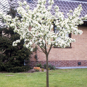 Vente Poirier William's - Bon Chrétien - Pyrus communis William's ('bon chrétien')