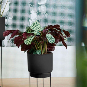 Dormeuse - Ctenanthe burle-marxii - Willemse