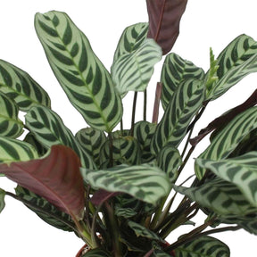 Vente Dormeuse - Ctenanthe burle-marxii