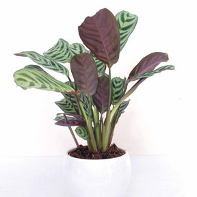 Ctenanthe burle-marxii - Dormeuse - Plantes vertes