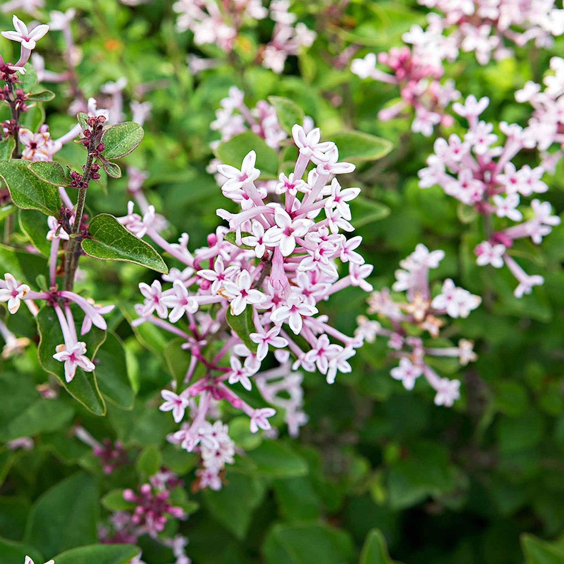 Syringa bloomerang ® Pink Perfume - Lilas parfum rose - Lilas