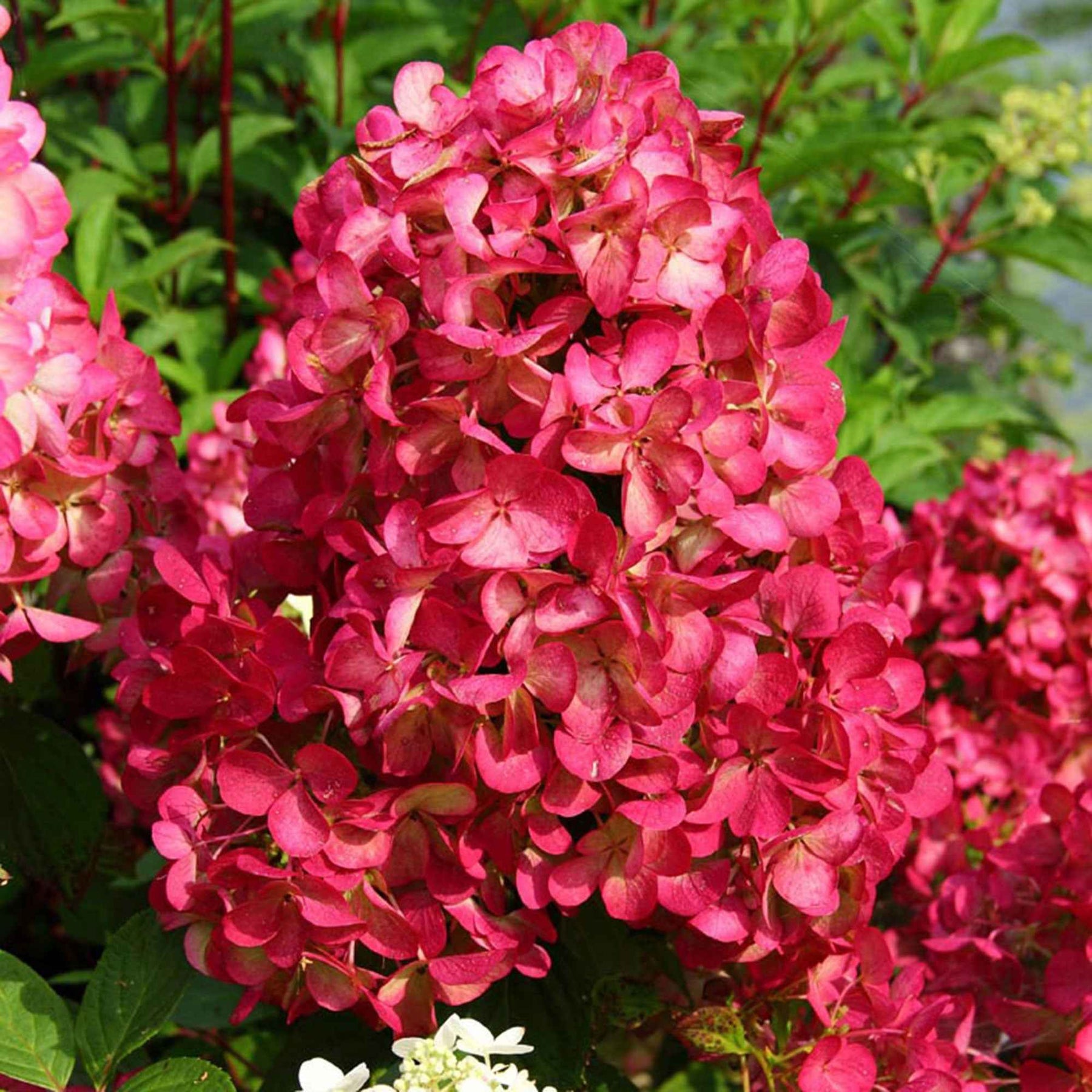 Vente Hortensia paniculé Diamant Rouge - Hydrangea paniculata diamant rouge ® 'rendia'