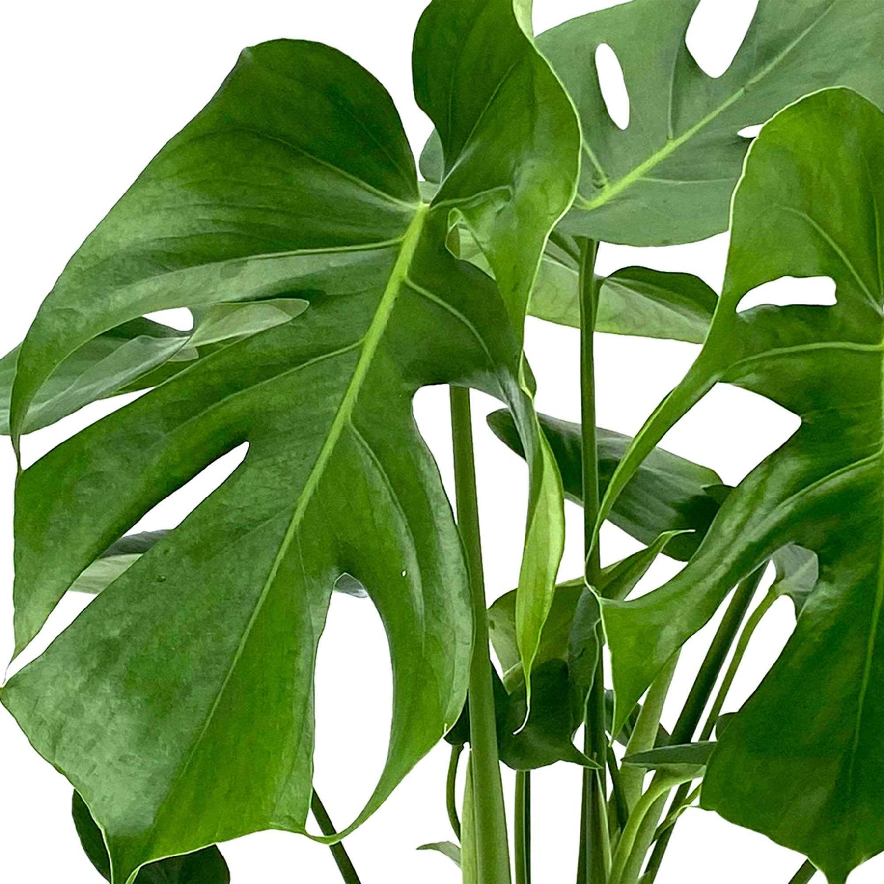 Philodendron - Philodendron Monstera deliciosa - Monstera deliciosa
