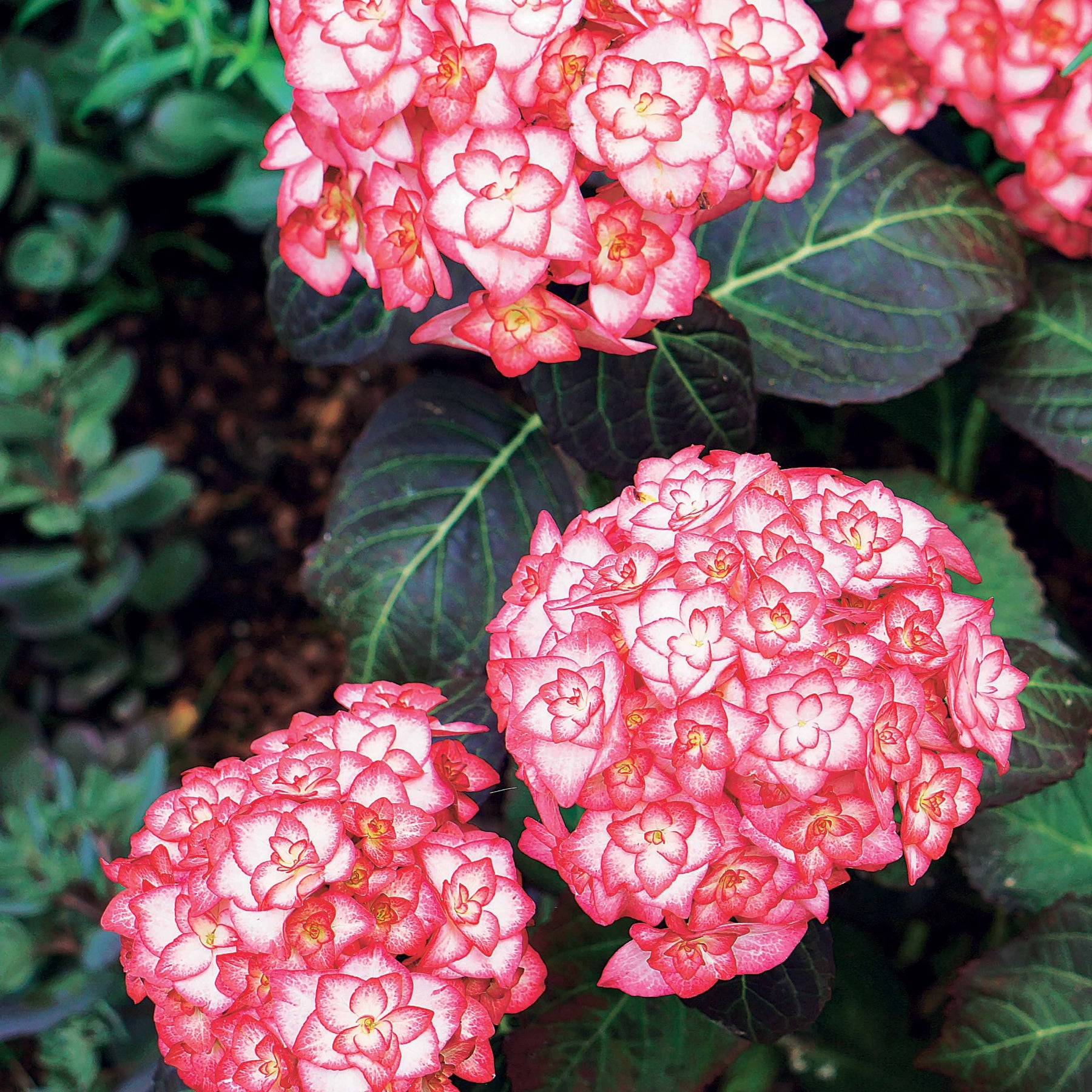 Hortensia à grandes feuilles - Hortensia Miss Saori - Hydrangea macrophylla miss saori (h2002)