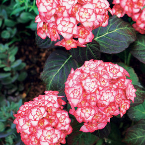 Hortensia à grandes feuilles - Hortensia Miss Saori - Hydrangea macrophylla miss saori (h2002)