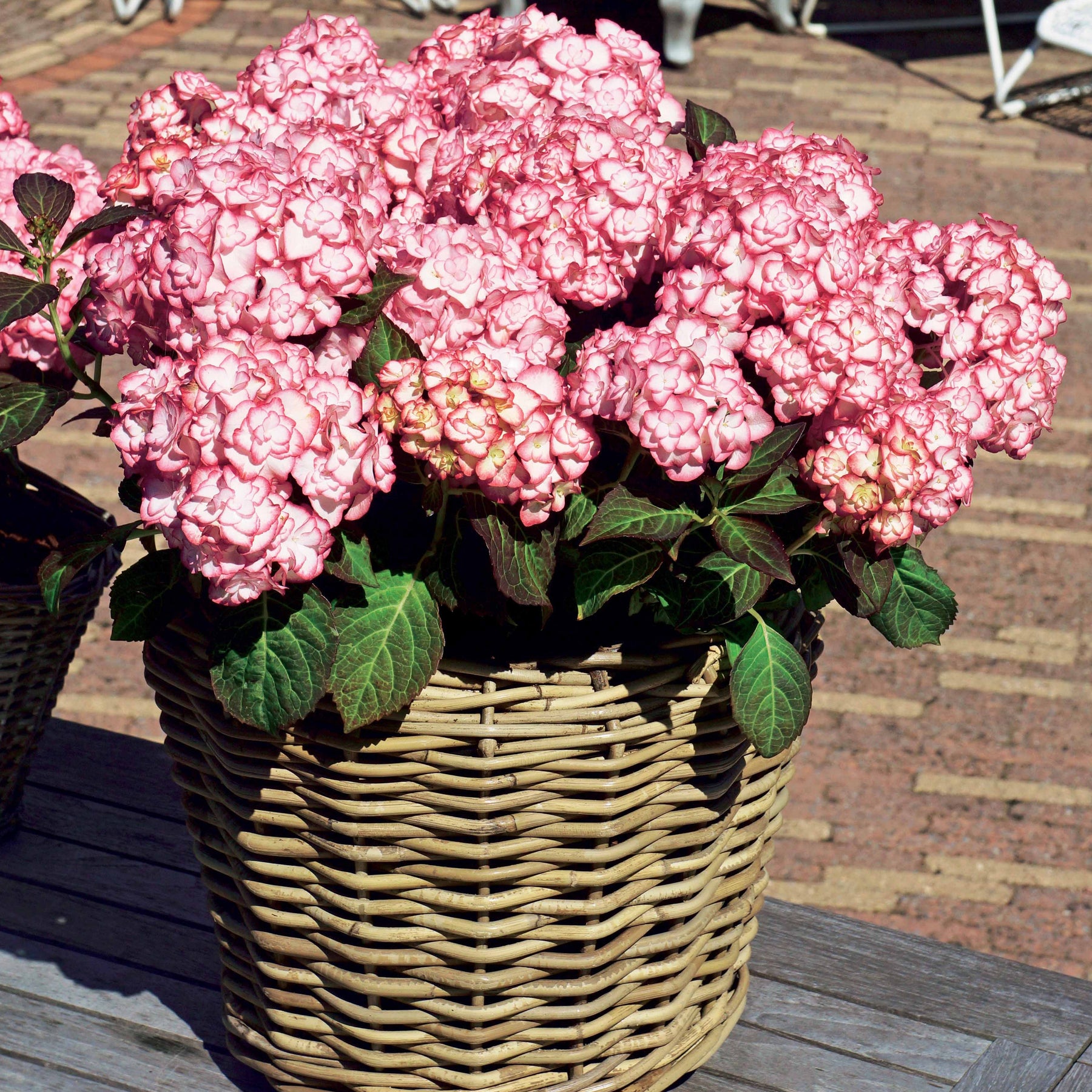 Vente Hortensia Miss Saori - Hydrangea macrophylla miss saori (h2002)