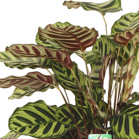 Calathea - Calathéa paon - Calathea makoyana