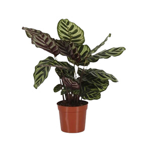 Calathea makoyana - Calathéa paon - Calathea