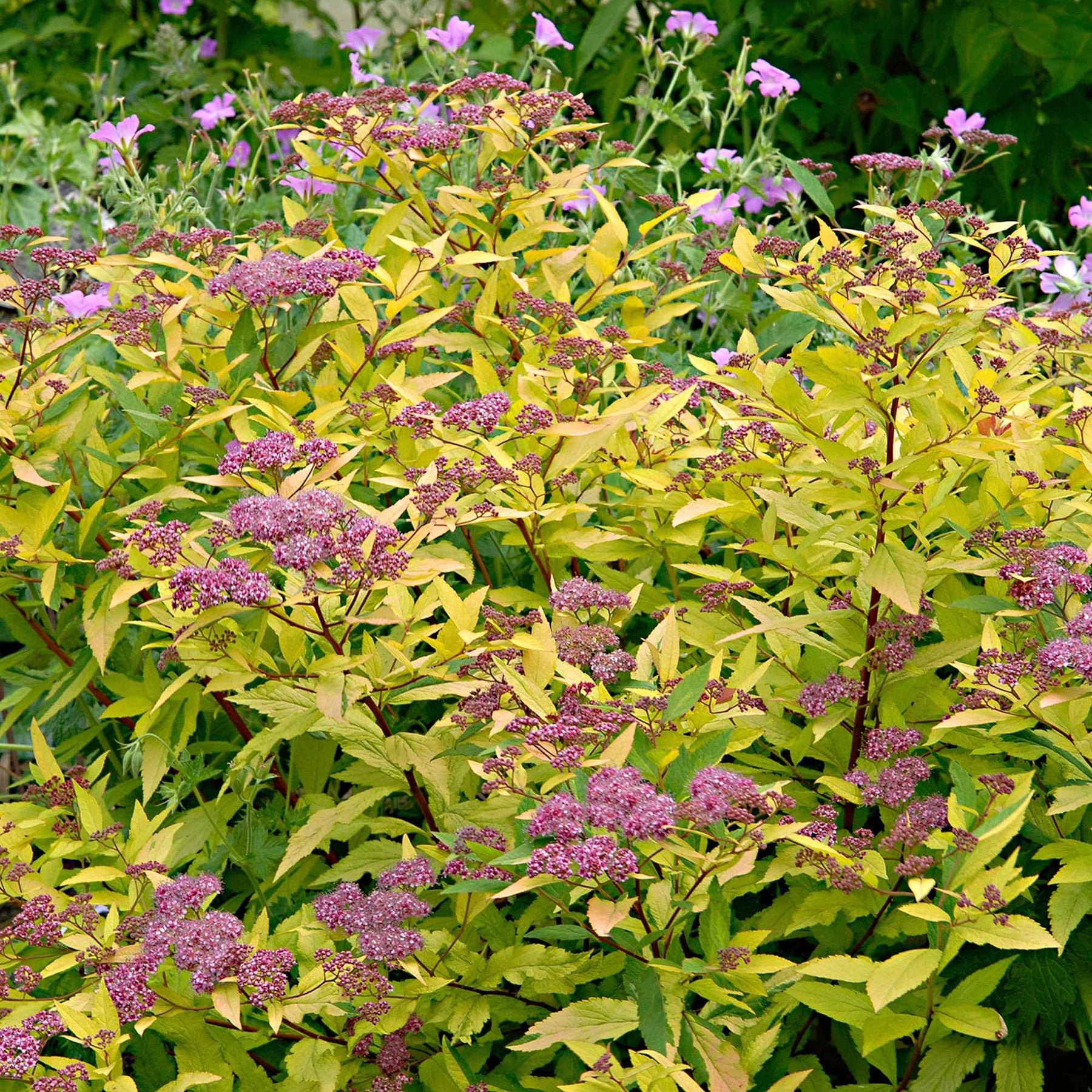 Spirées - Spirée du Japon Goldflame - Spiraea japonica goldflame