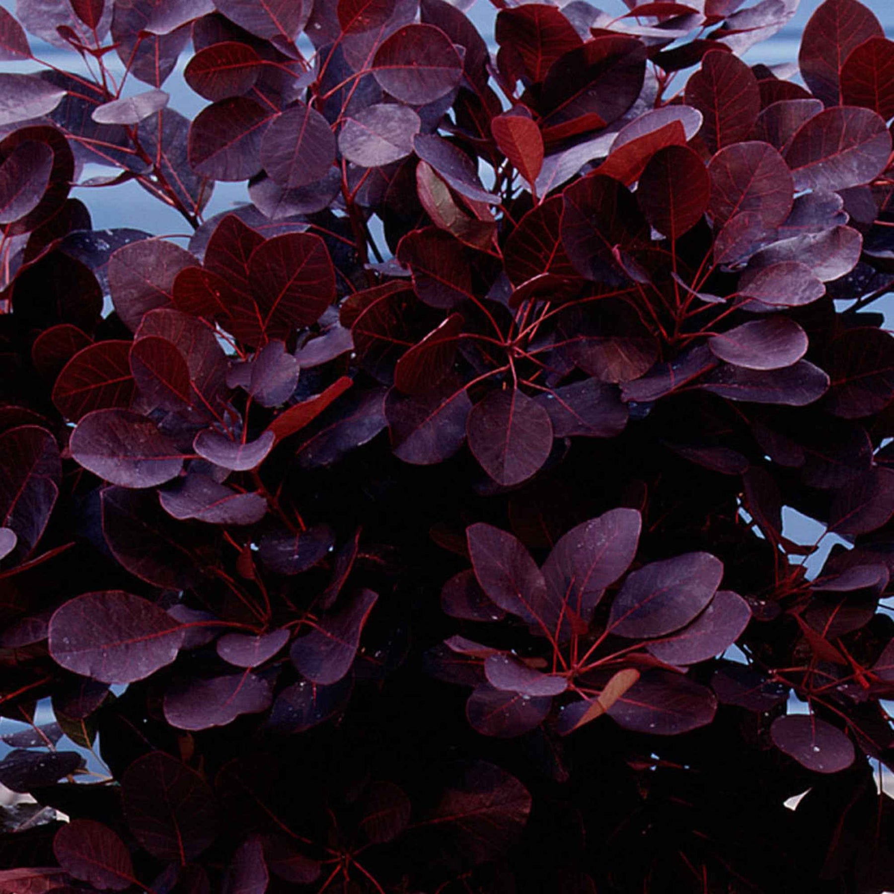 Cotinus coggygria royal purple - Arbre à perruque pourpre Royal Purple sur tige - Arbre à perruques - Cotinus