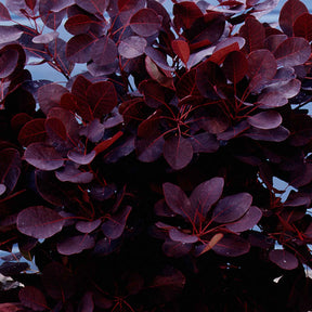 Cotinus coggygria royal purple - Arbre à perruque pourpre Royal Purple sur tige - Arbre à perruques - Cotinus
