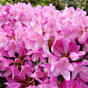 Rhododendrons - Rhododendron Roseum Elegans - Rhododendron roseum Elegans