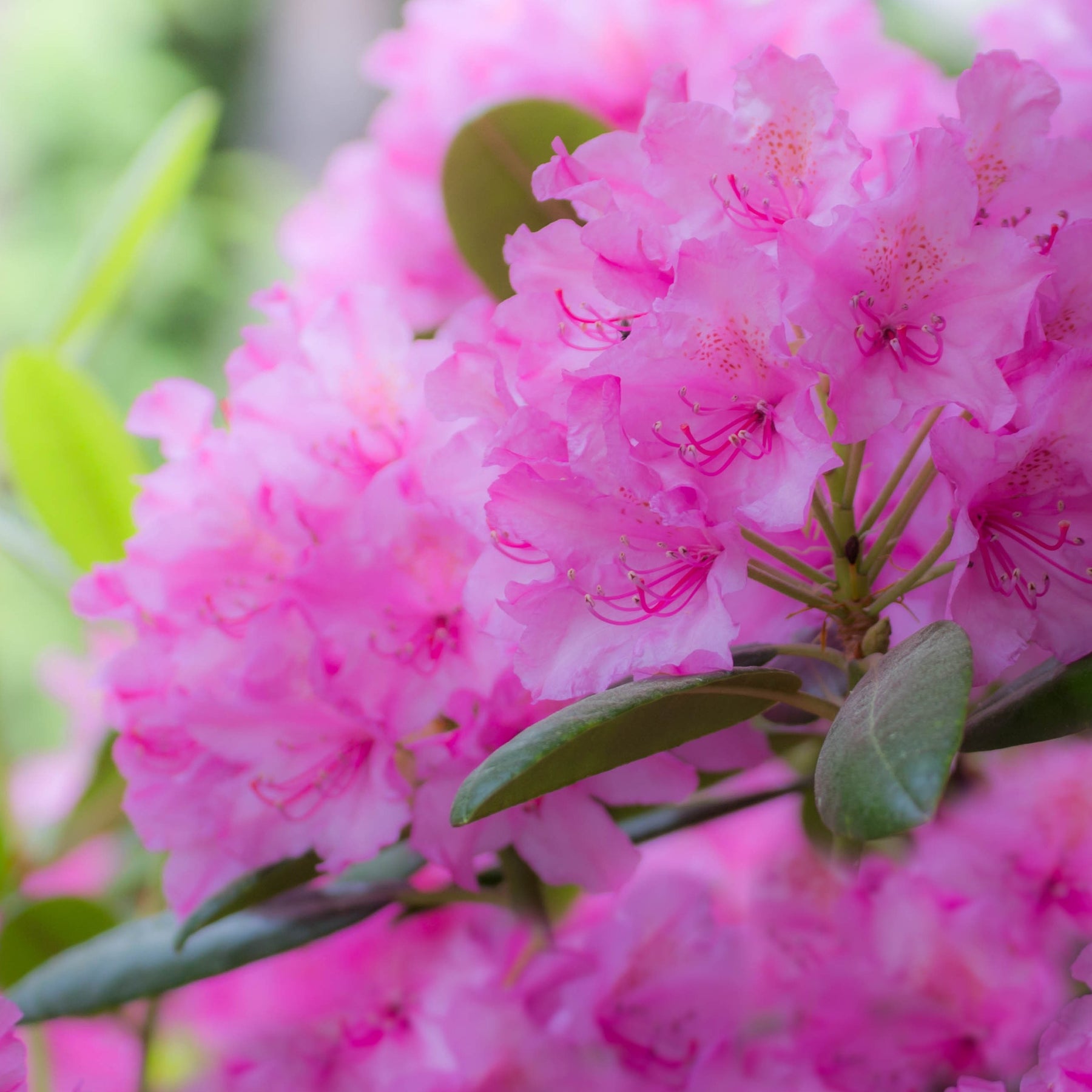 Rhododendron Roseum Elegans - Rhododendron roseum Elegans - Willemse