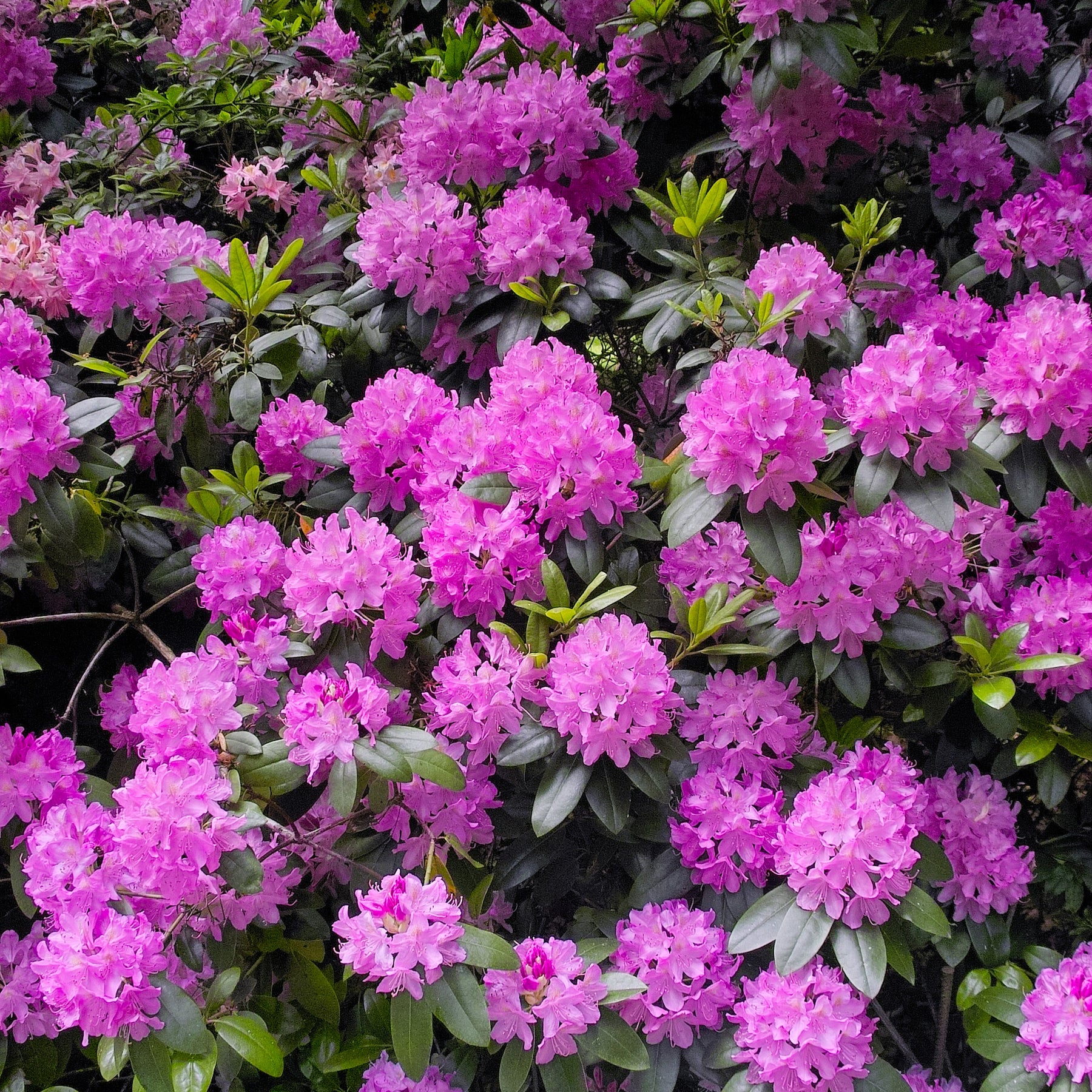 Rhododendron roseum Elegans - Rhododendron Roseum Elegans - Rhododendrons