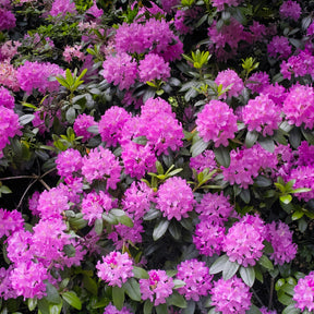 Rhododendron roseum Elegans - Rhododendron Roseum Elegans - Rhododendrons