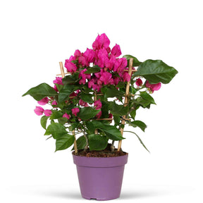 Bougainvilliers - Bougainvillier Vera Deep Purple - Bougainvillea spectabilis 'vera deep purple'