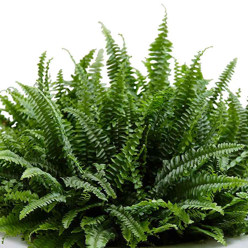 Nephrolepis exaltata 'Green Lady' - Fougère de Boston - Fougère d'intérieur