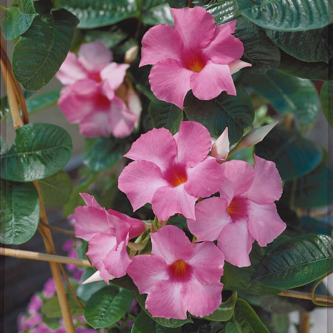 Dipladenia - Jasmin du Brésil rose - Dipladenia - Dipladenia