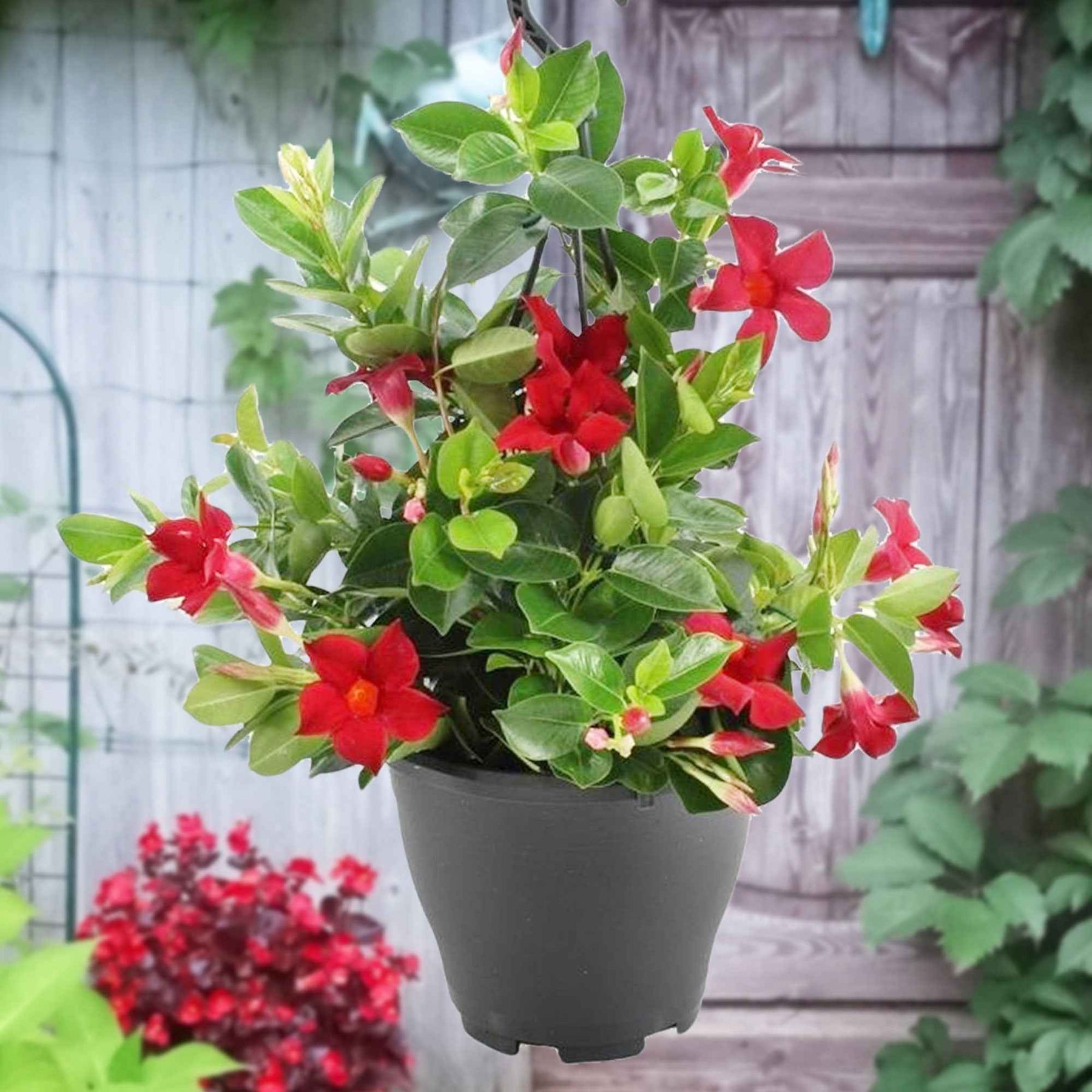 Dipladenia - Mandevilla - Jasmin du Brésil rouge - Dipladenia - Dipladenia