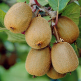 Kiwi autofertile Solissimo Renact - Willemse