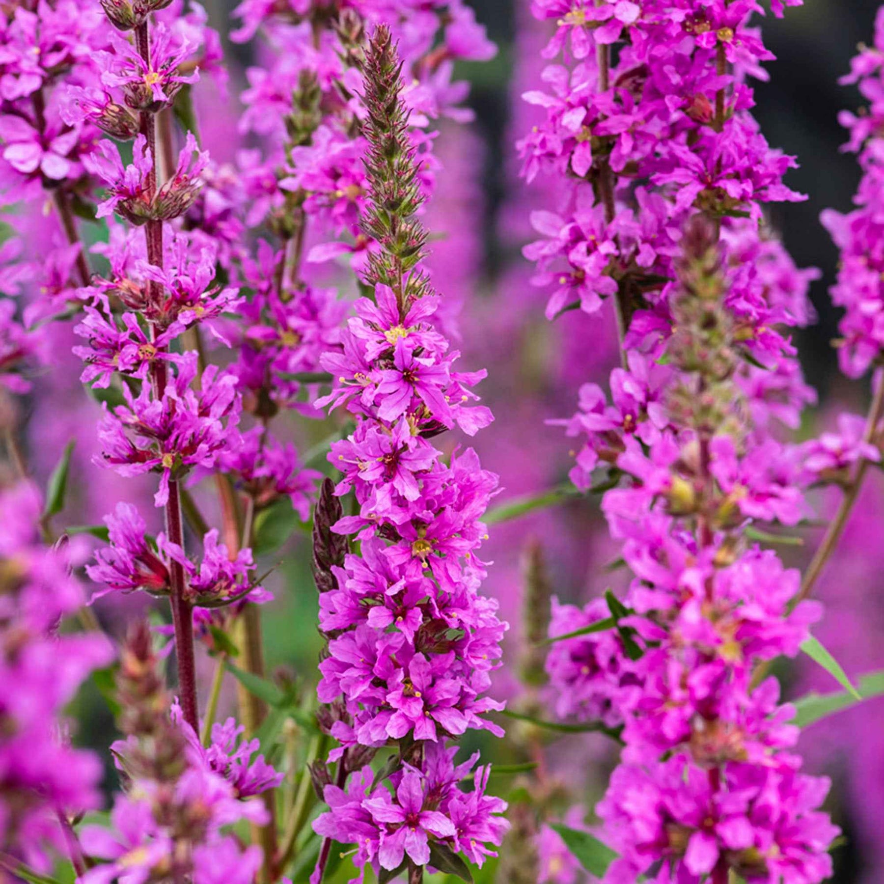 Lythrum salicaria - Salicaire commune - Salicaire