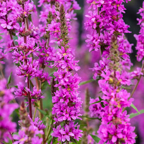 Lythrum salicaria - Salicaire commune - Salicaire