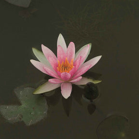 Nénuphar nain Rubra - Willemse