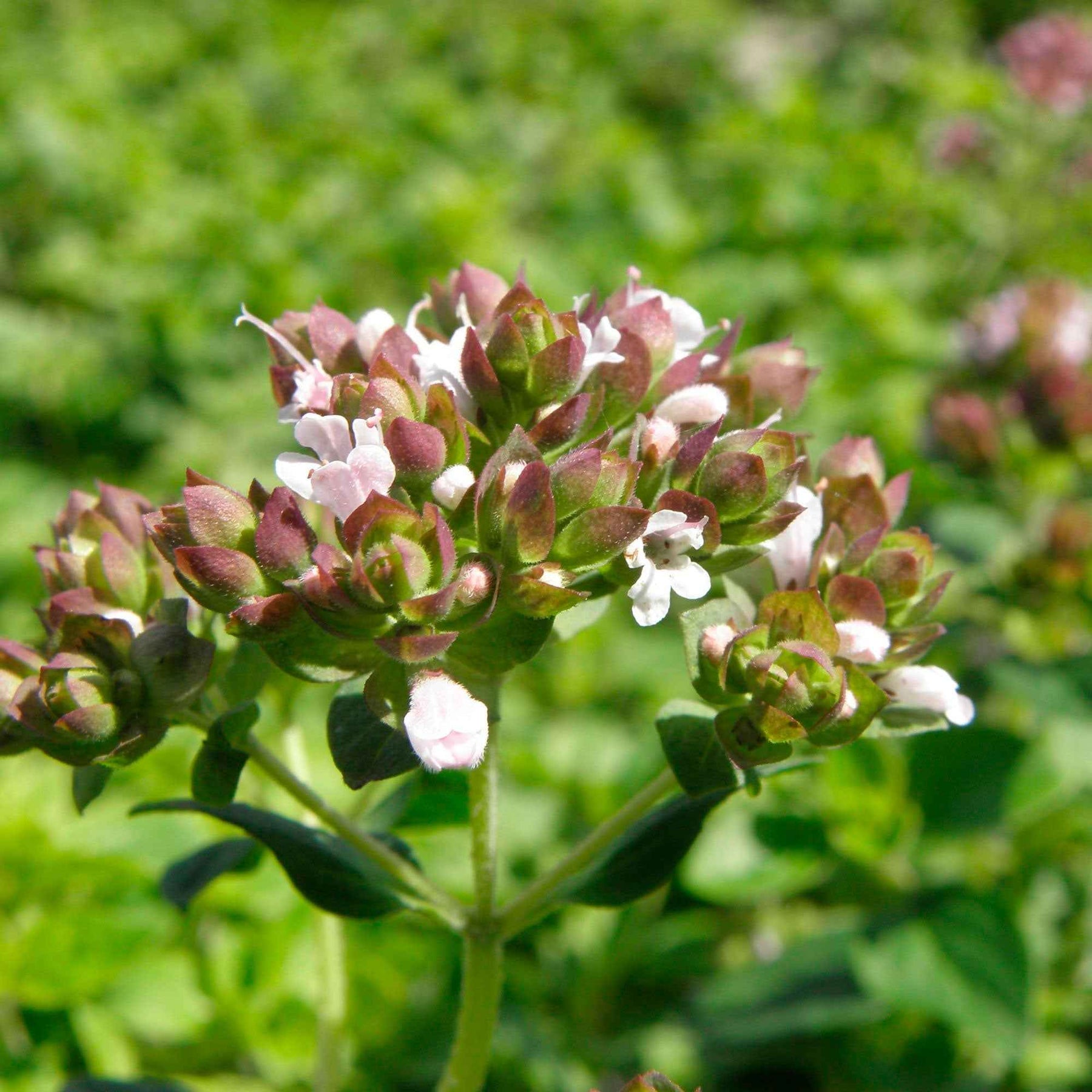 Origanum vulgare - Origan commun - Origan