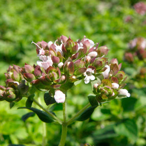 Origanum vulgare - Origan commun - Origan