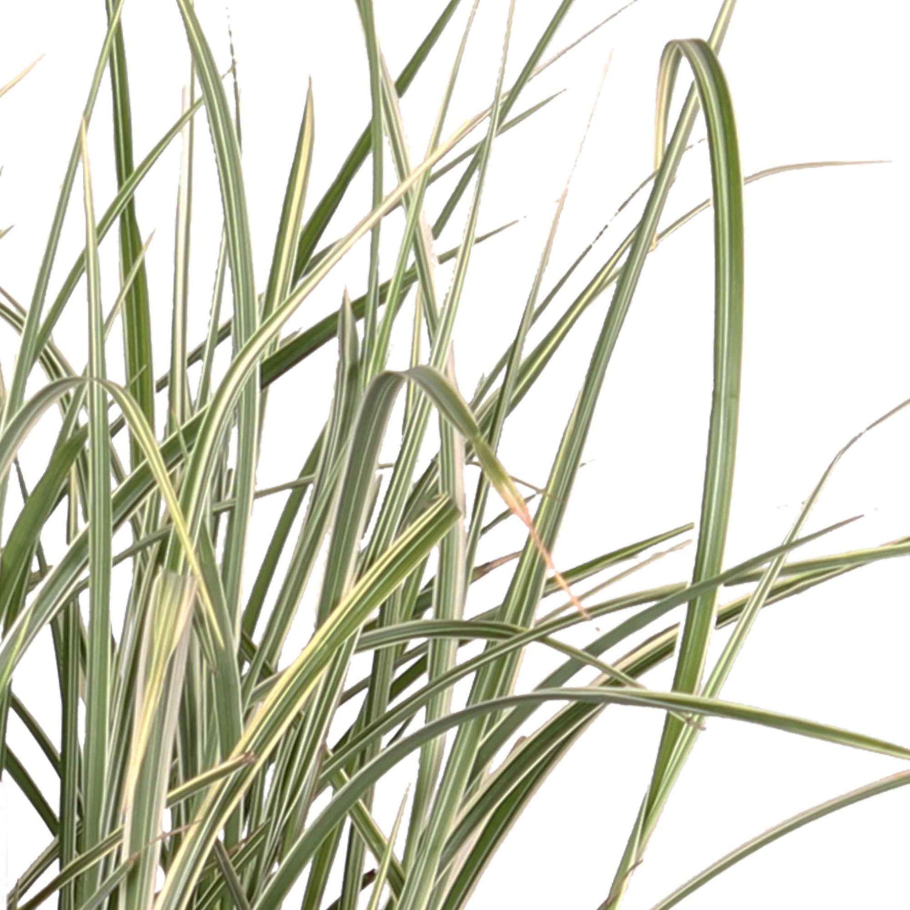 Eulalie - Roseau de Chine - Eulalie Variegatus - Miscanthus sinensis variegatus