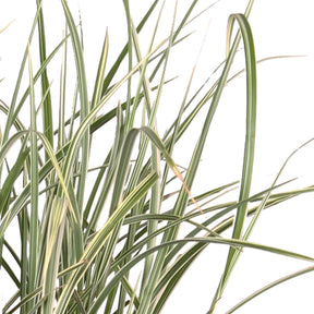 Eulalie - Roseau de Chine - Eulalie Variegatus - Miscanthus sinensis variegatus
