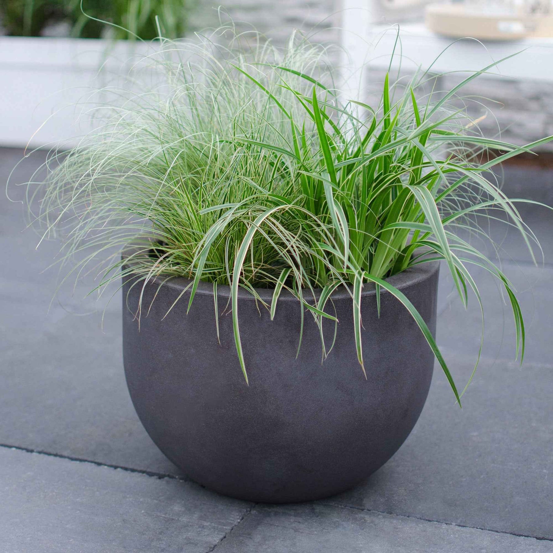 Carex morrowii variegata - Laîche du Japon panachée - Carex - Carex
