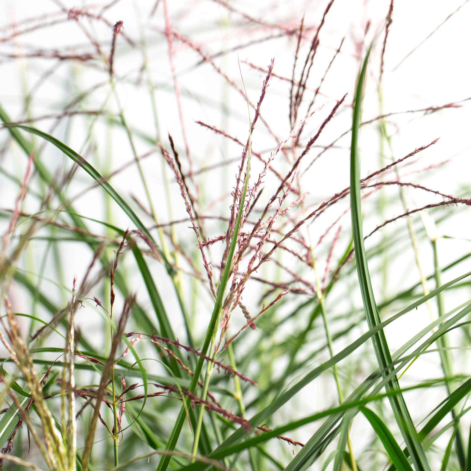 Miscanthus sinensis Ferner Osten - Eulalie Ferner Osten - Eulalie - Roseau de Chine