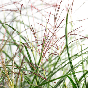 Miscanthus sinensis Ferner Osten - Eulalie Ferner Osten - Eulalie - Roseau de Chine