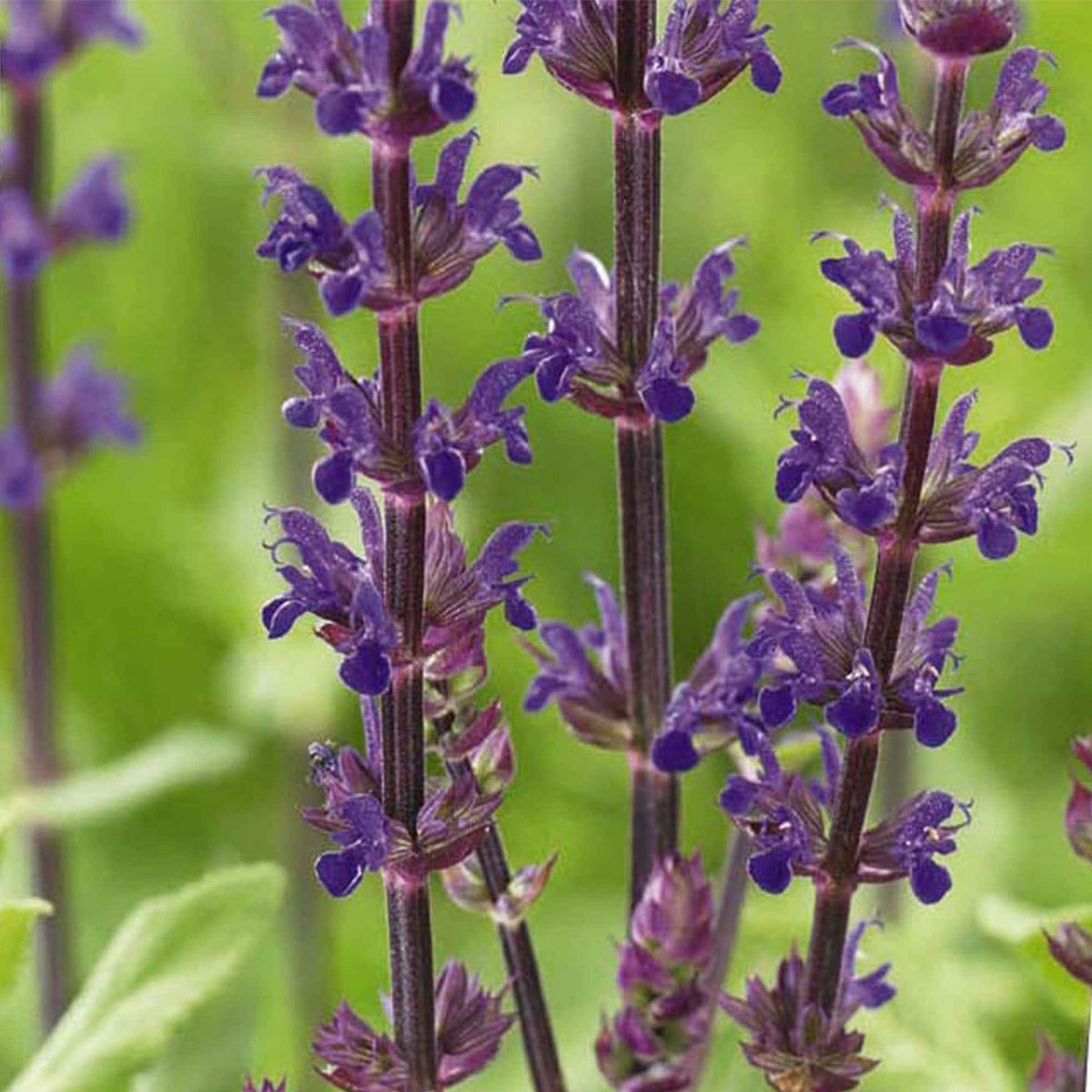 Sauge des bois Caradonna - Salvia nemorosa caradonna - Willemse